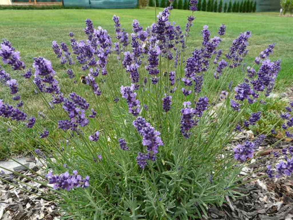 Meruňka s levandulí, Extra džem méně sladký