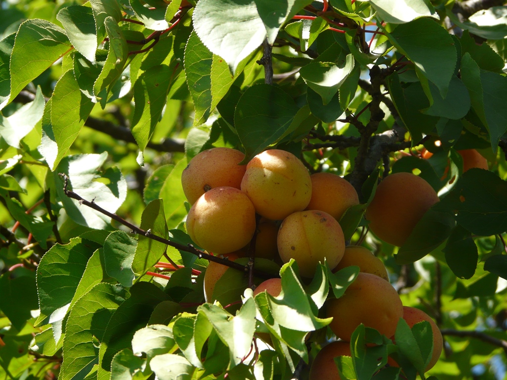 Meruňka s levandulí, Extra džem méně sladký