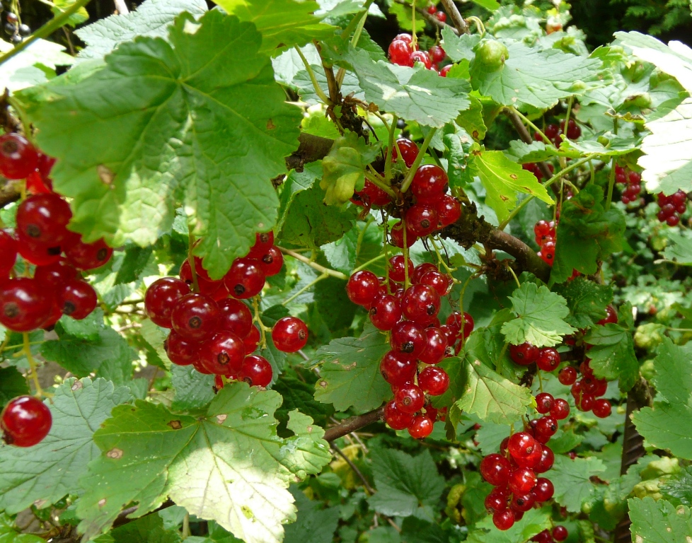 Červený a černý rybíz, Extra džem méně sladký