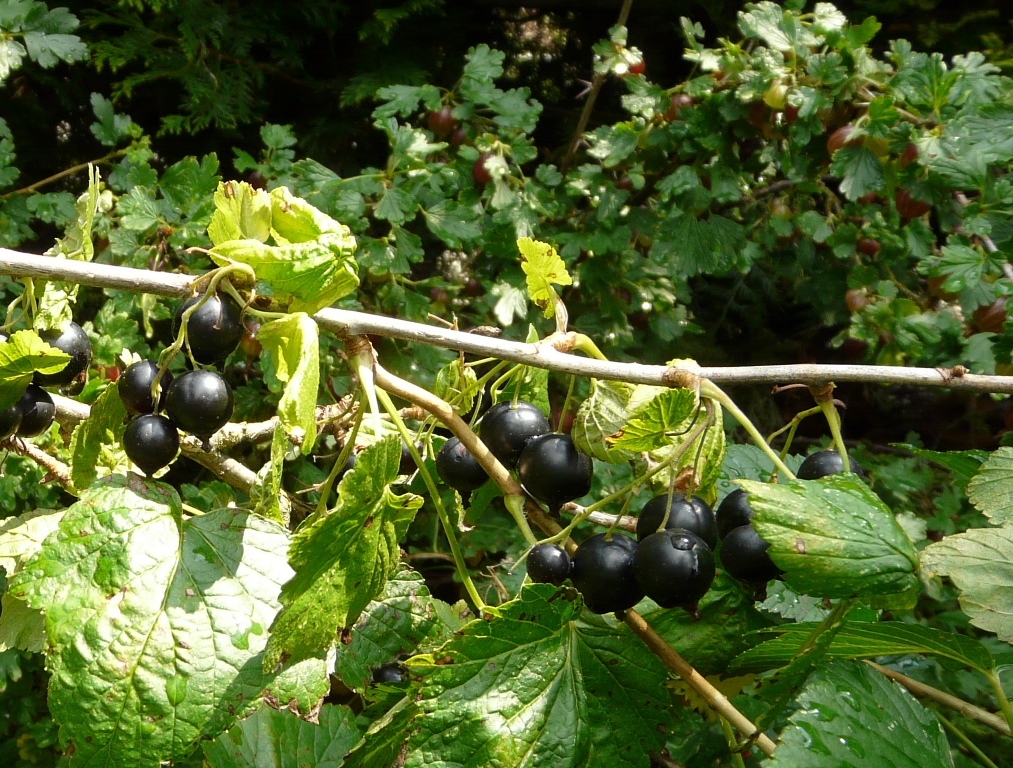 Červený a černý rybíz, Extra džem méně sladký