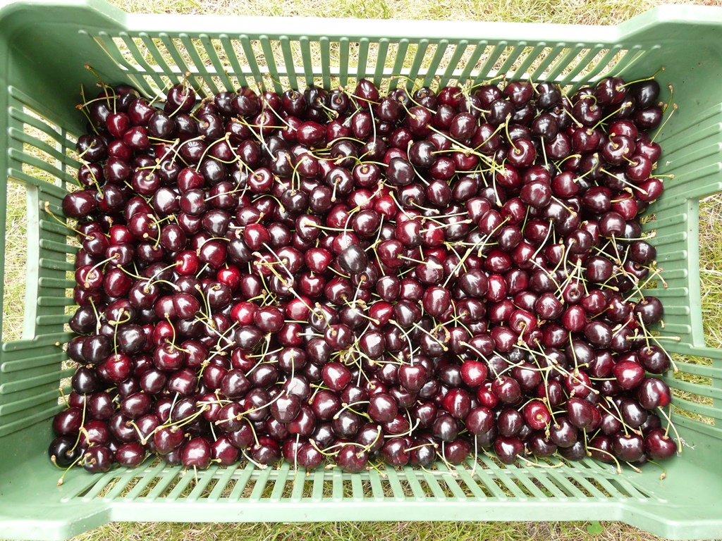 Černé třešně, Extra džem méně sladký