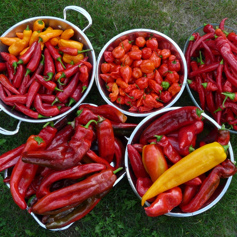 Chilli jam, Pikantní zeleninová pomazánka