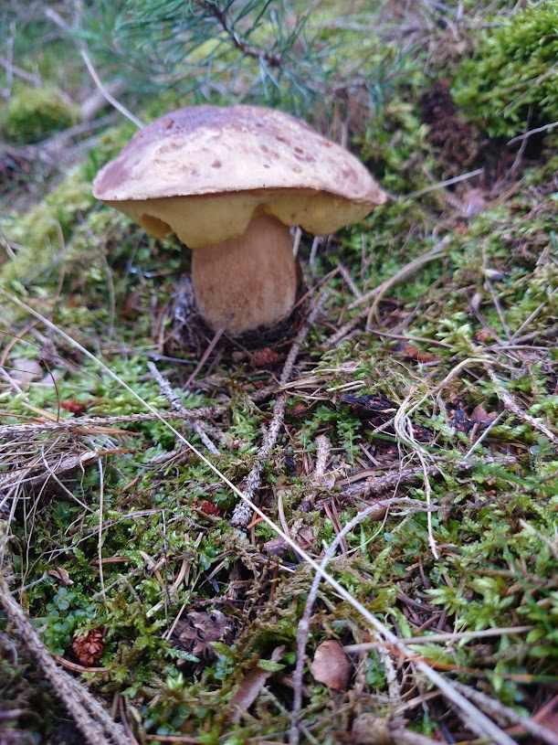 Sušené houby, hřib smrkový