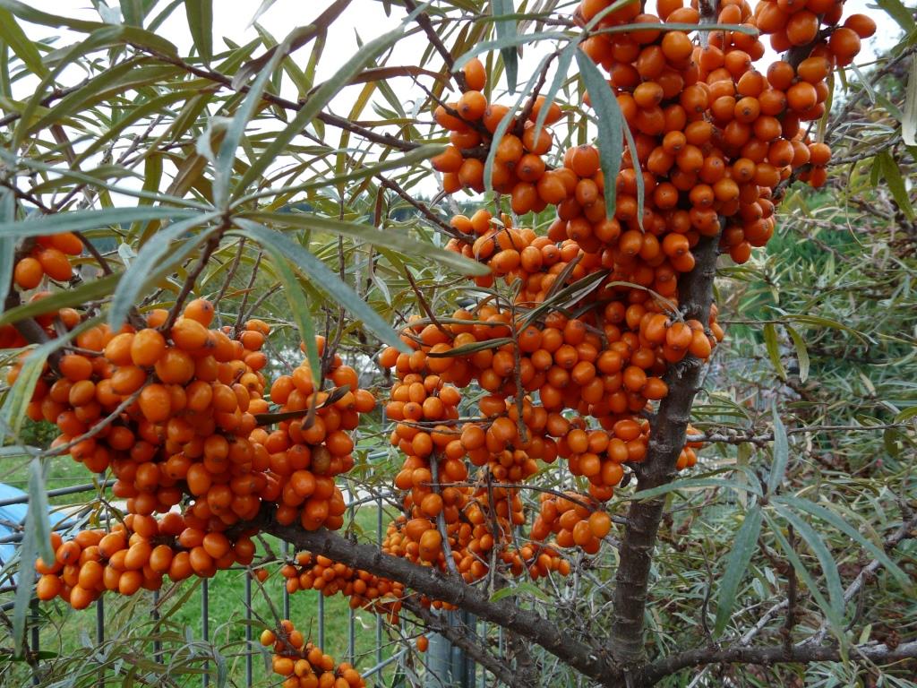 Červený pomeranč s rakytníkem, Extra džem méně sladký